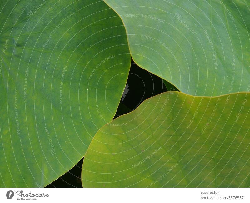 Großblättrige Grünpflanze in einem botanischen Garten Natur Pflanze natürlich Nahaufnahme grün Blatt Harmonie Außenaufnahme