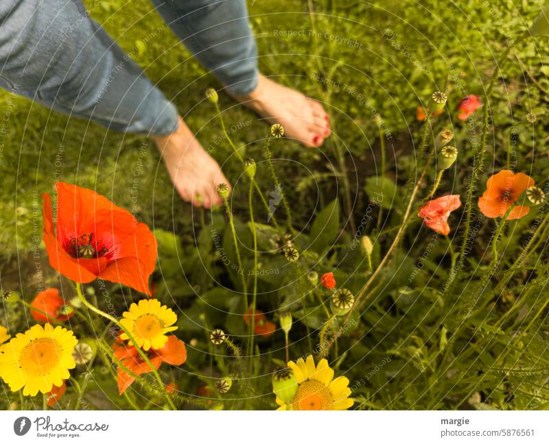 Sommerwiese Wiese Blütenpflanze Frau Pflanze Fuß stehen Jeanshose Mohnblüte grün gelb Klatschmohn Blume Idylle Beet Zehen Maniküre rot nackt Zehennagel Erholung