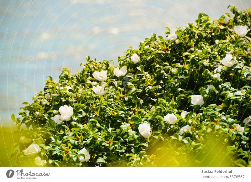 weiße Wildrosen mit Meereshintergrund Roséwein Rosen wild Wildblumen Blüte grün Grün Meeresufer Pflanze Natur Küste Küstenlinie sonnig sonniger Tag Sommer