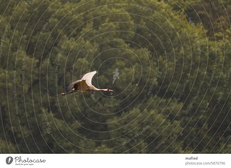 Kranich fliegt vor einer Baumgruppe über ein Feld Flug Flügel Schwingen fliegen Vogel Himmel Tierwelt Wildvogel Vogelbeobachtung bedeckter Himmel grau diesig