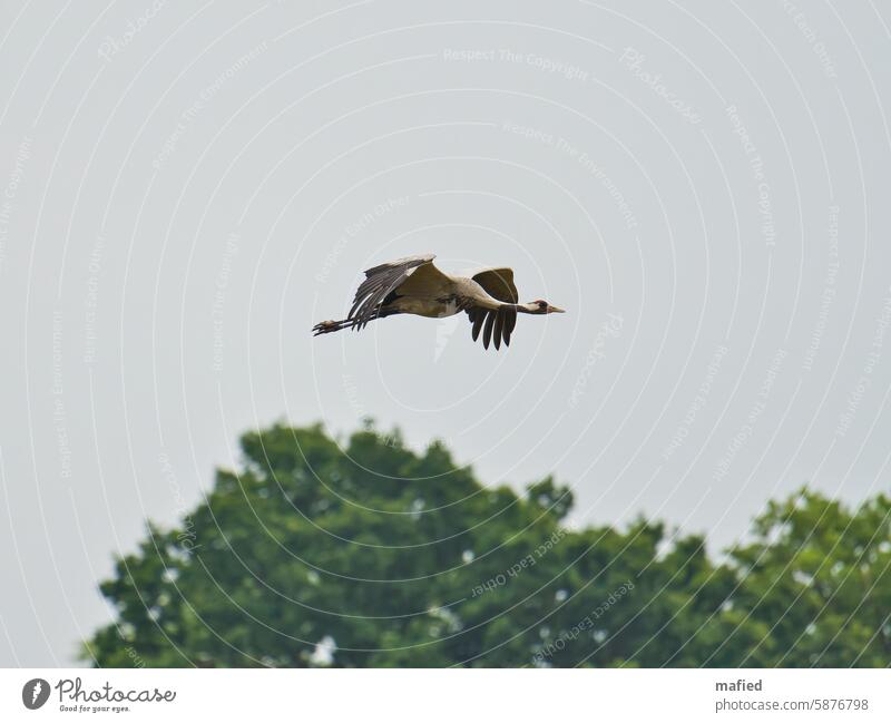 Kranich fliegt über ein Feld, im Hintergrund eine Baumgruppe Flug Flügel Schwingen fliegen Vogel Himmel Tierwelt Wildvogel Vogelbeobachtung bedeckter Himmel