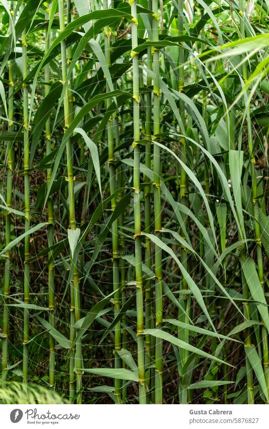 Gruppe von Schilfpflanzen oder Arundo donax. Bambus Schilfrohr Bambusrohr Natur grün Pflanze Asien Außenaufnahme Umwelt exotisch Farbfoto Park Nahaufnahme Wald