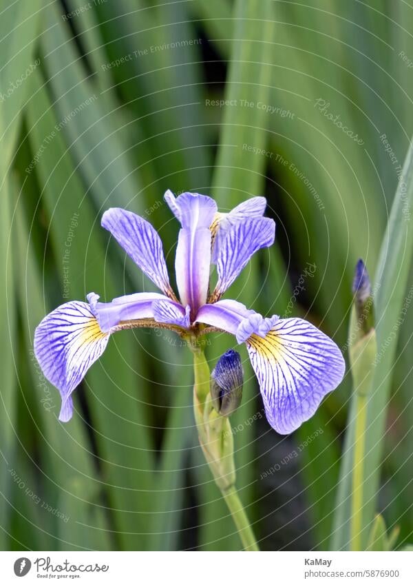 Nahaufnahme der blauen gemusterten Blüte einer Schwertlilie (Iridaceae) am Ufer eines Gewässers Iris Lilie blühen Blütenstand Pflanze Natur lila grün gelb