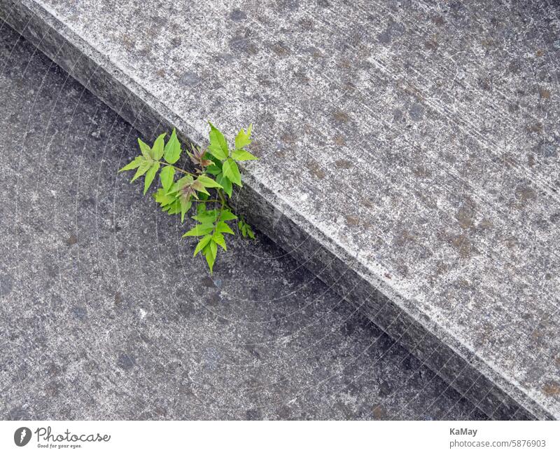 Nahaufnahme einer einzelnen  jungen Pflanze, die es schafft, auf Beton zu wachsen Natur Lebensraum feindlich Hoffnung Erfolg karg Stein urban