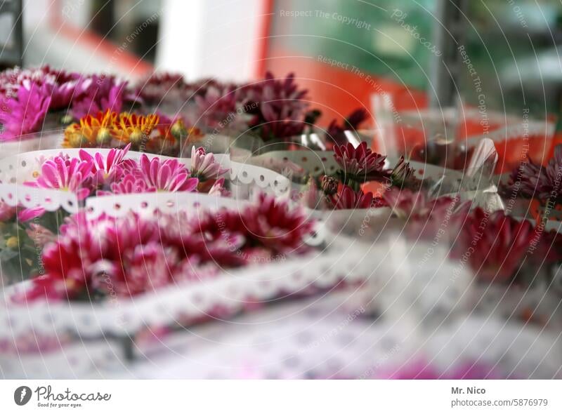 Blumenladen Blumenstand Marktstand Wochenmarkt Blumenverkauf Blumenhändler blühen bunt Sommer frisch Blumenstrauß Duft Blühend Mitbringsel