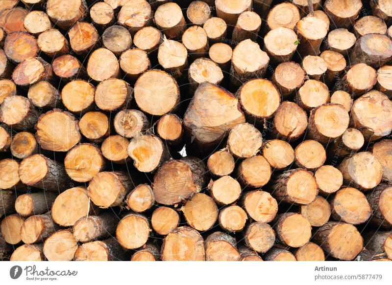 Stapel von Holzscheiten. Holzstämme. Zertifiziertes nachhaltiges Holz aus Wäldern, die zur Wiederaufforstung bewirtschaftet werden. Holzunternehmen sorgt für Transparenz und Rückverfolgbarkeit. Nachhaltige Forstwirtschaft. Holzversorgung.