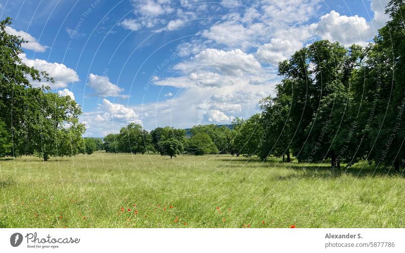 Wiese mit Bäumen im Rosensteinpark in Stuttgart Park Wolken Wolkenhimmel Himmel Stadtpark Natur Landschaft grün Gras Schönes Wetter Menschenleer