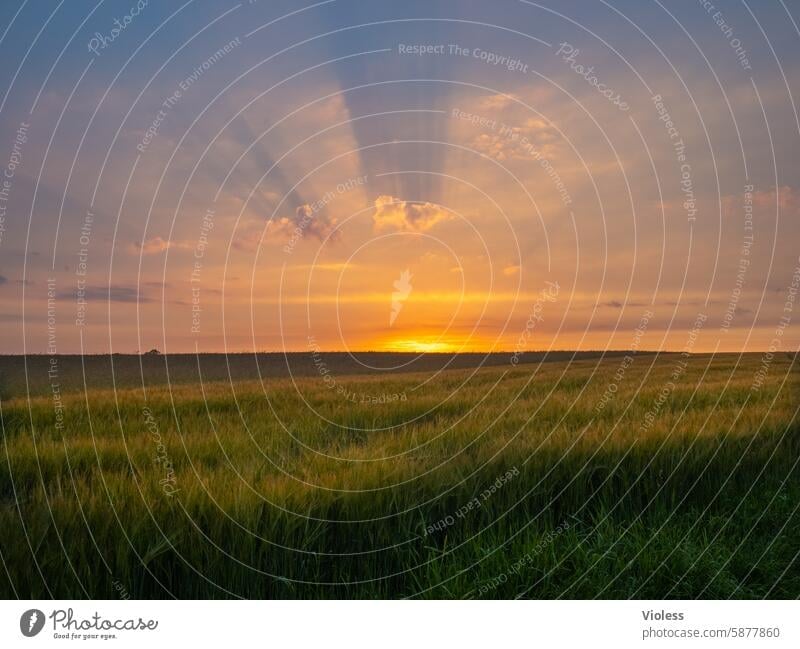Sonnenuntergang in Zetel Niedersachsen Wolken Feld Agrar Sonnenstrahlen Marsch Zeteler Marsch Sommer