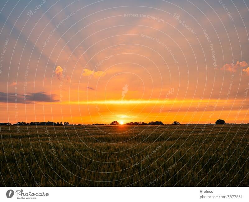Sonnenuntergang in Zetel II Niedersachsen Wolken Feld Agrar Sonnenstrahlen Marsch Zeteler Marsch Sommer