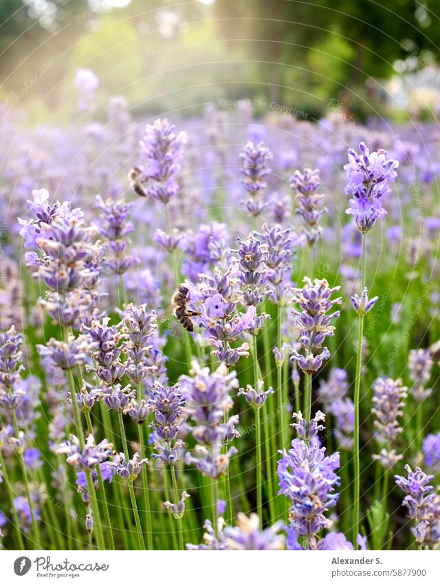 Blühendes Lavendelfeld Feld Blüten violett Natur Sommer Pflanze Duft grün Unschärfe Nahaufnahme Schwache Tiefenschärfe Blume schön Heilpflanzen Nutzpflanze