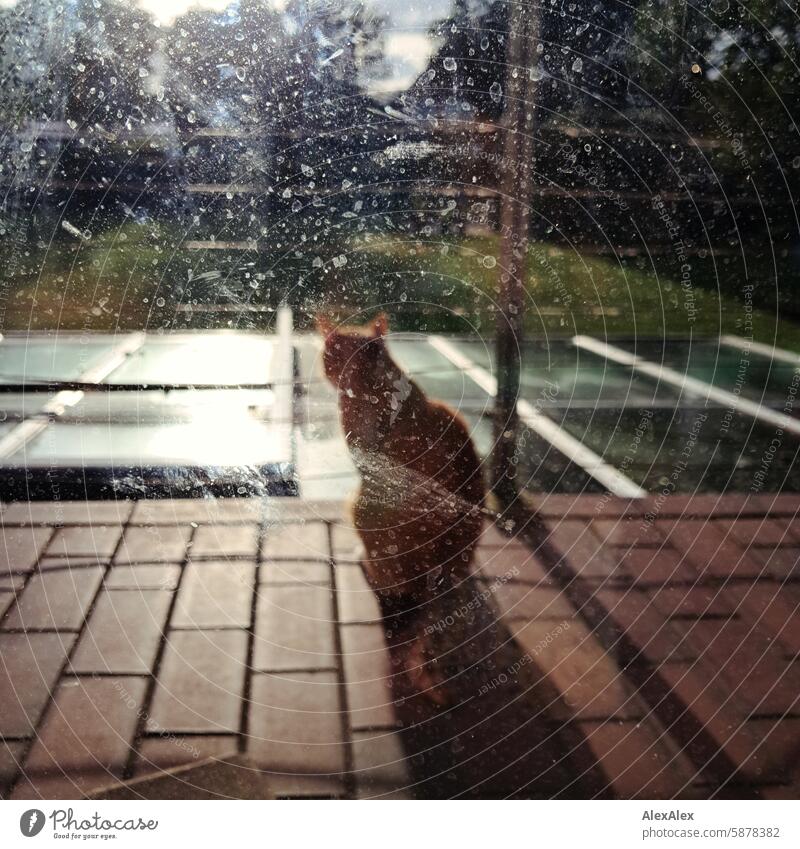 ein Kater mit rot-getigertem Fell sitzt auf einem Balkon in der Abendsonne und wird dabei durch die beschmutzte Balkontürscheibe fotografiert Katze Haustier