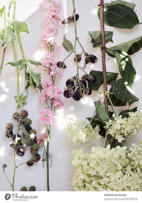 Sonnenbeschienenes Arrangement aus Wildblumen und Beeren auf weißem Hintergrund Blume Blatt Sonnenlicht Natur Pflanze Ordnung flach Layout Botanik geblümt