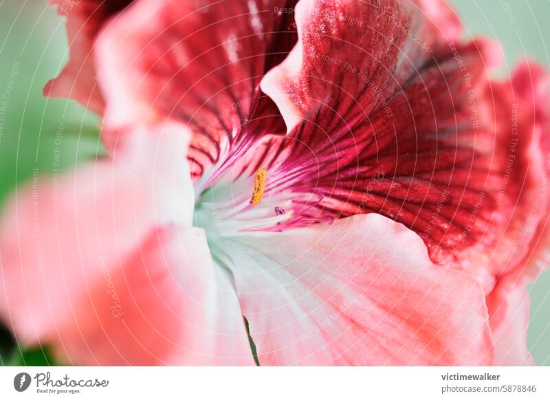 Nahaufnahme der roten Blüte einer Geranie Blume Storchschnabel Natur Pflanze Sommer Hintergrund Textfreiraum Garten Frühling Dekoration & Verzierung Blütezeit