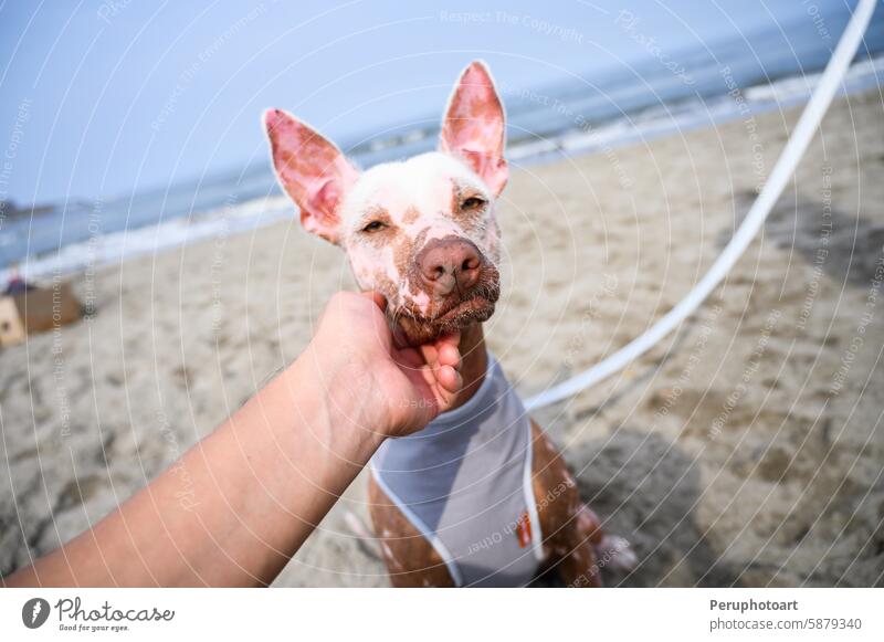 Peruanischer haarloser Hund mit Kleidung genießt den Tag am Strand Peruaner Haustier Sand Sommer Tier Glück Spaß im Freien Urlaub reisen MEER Meer Küste Ufer