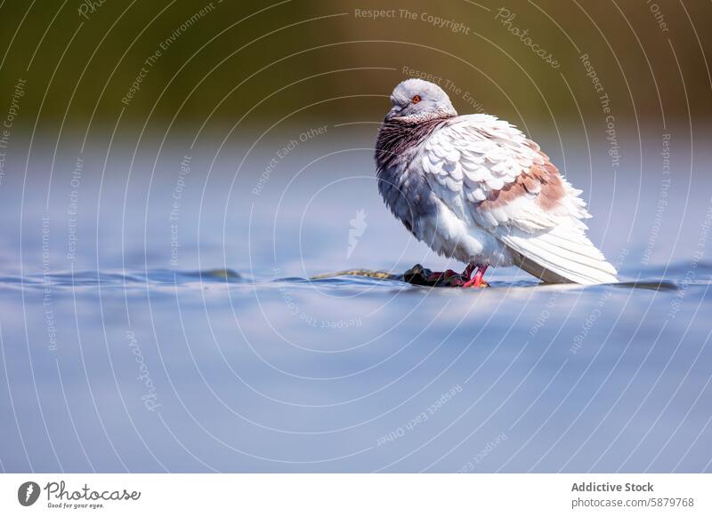 Felsentaube beim Striegeln im flachen Wasser, ruhige Kulisse Vogel putzend Federn Reflexion & Spiegelung Gelassenheit Tierwelt Natur Windstille aquatisch grau