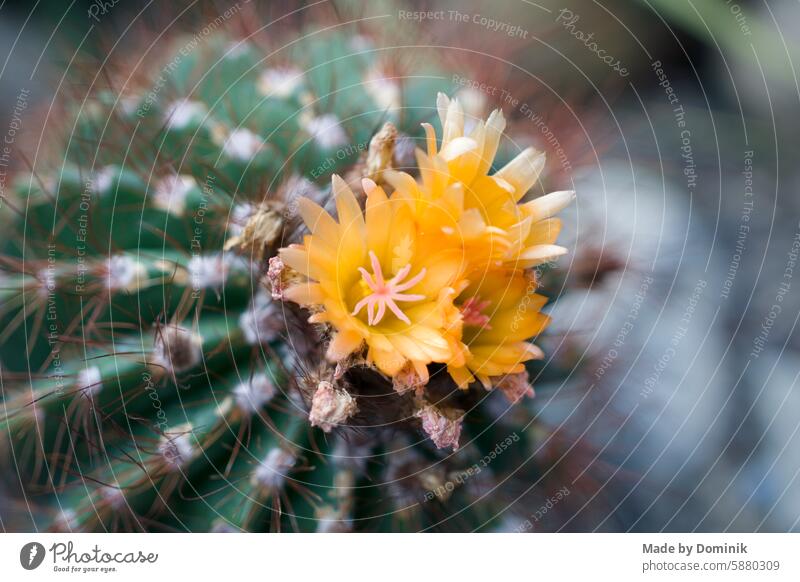 Stacheliger grüner Kaktus mit oranger Blüte Bokeh Belichtung Ordnungsgemäß belichtet Visuelle Eigenschaften Lichtspiel abstrakt Hintergrundbild