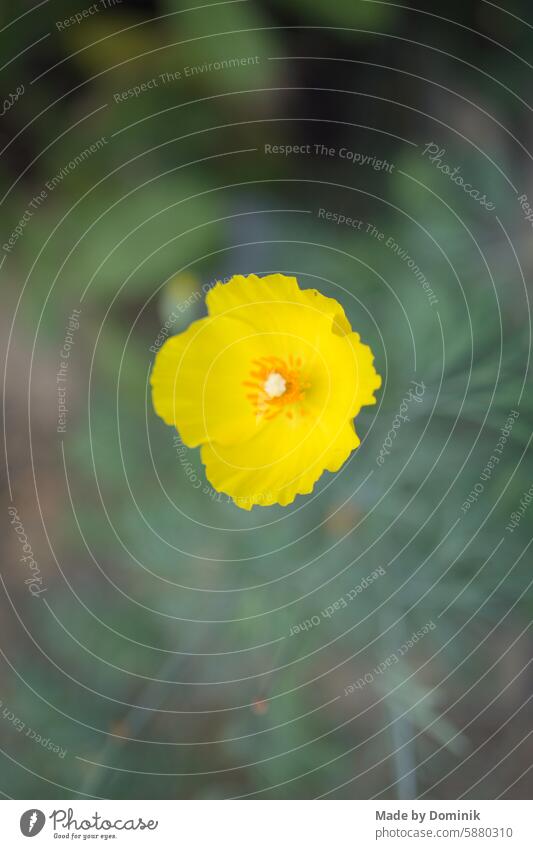 Gelbe Blume auf grüner Wiese Bokeh Belichtung Ordnungsgemäß belichtet Visuelle Eigenschaften Lichtspiel abstrakt leuchten Reaktionen u. Effekte Unschärfe