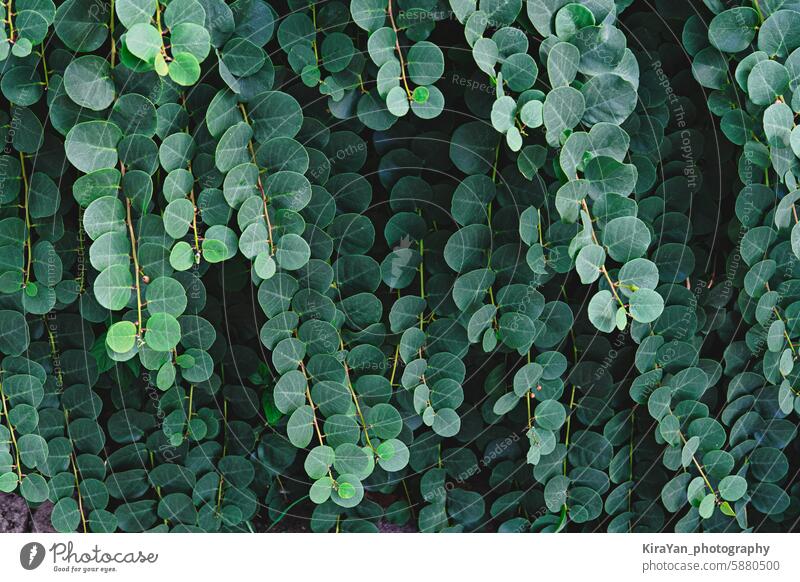 Nahaufnahme von üppigen dunkelgrünen Blättern von Kapern auf natürlichem Hintergrund Kapriolen üppig (Wuchs) Natur Laubwerk botanisch Pflanze Umwelt Textur