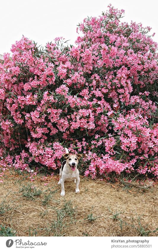 Üppig blühender Oleanderstrauch und ein kleiner Hund in der Nähe. Ein glücklicher Hund sitzt vor einem leuchtend rosa blühenden Strauch. üppig (Wuchs)