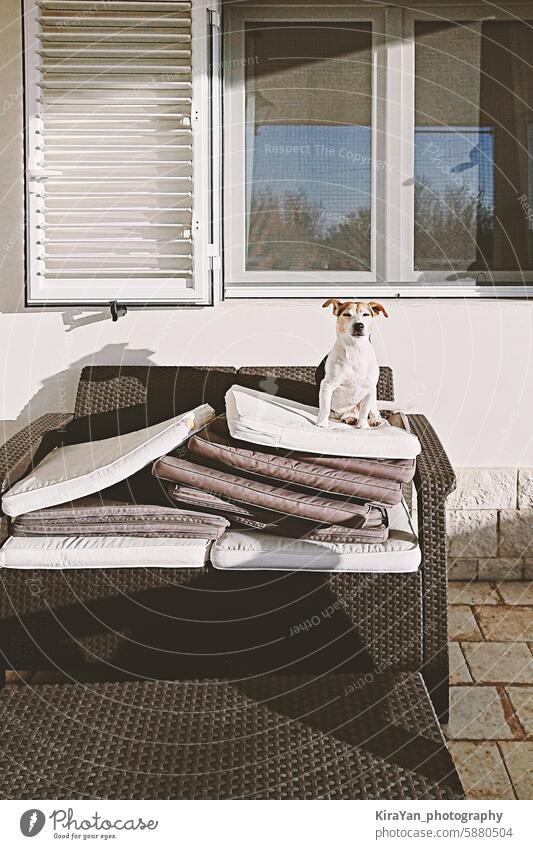 Lustiger Hund sitzt auf gestapelten Outdoor-Kissen neben dem Fenster mit weißen Fensterläden und genießt die Sonne lustig Haufen Sonnenbad Haustier genießend
