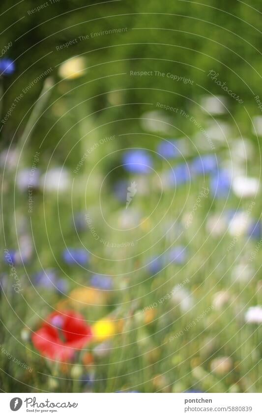 eine unscharfe, verschwommene,  blumenwiese. wildblumen bunt rot lila mohnblumen Natur Sommer Wiesenblume Blume grün