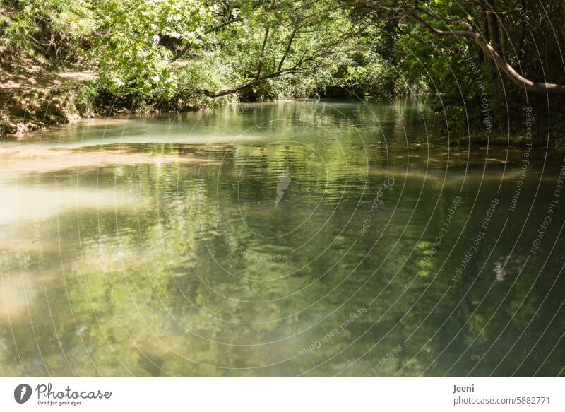 es fließt weiter Wasser Fluss Wald Natur Bach fließen Landschaft Umwelt grün Baum natürlich strömen Kaskade friedlich frisch nass Bewegung Park