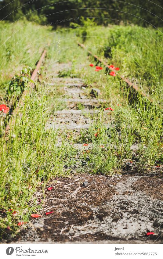 Lost Land Love IV | Mohn auf verlassenen Bahnschienen rot verwachsen alt Gleise Schienennetz lost places Zahn der Zeit Öffentlicher Personennahverkehr