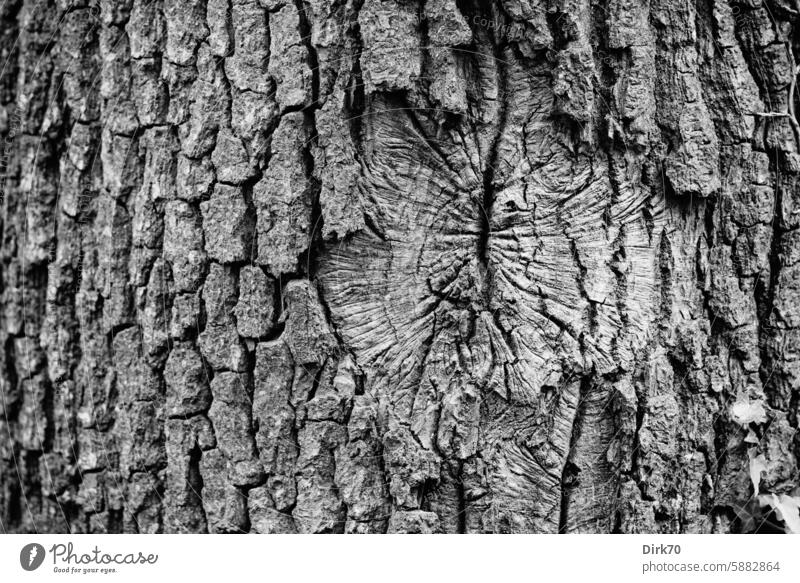 Detailaufnahme eines Baumstammes in schwarzweiß Rinde Baumrinde Ast Narbe vernarbt Schwarzweißfoto Kontrast Eiche Stamm Natur Holz Wald Wachstum