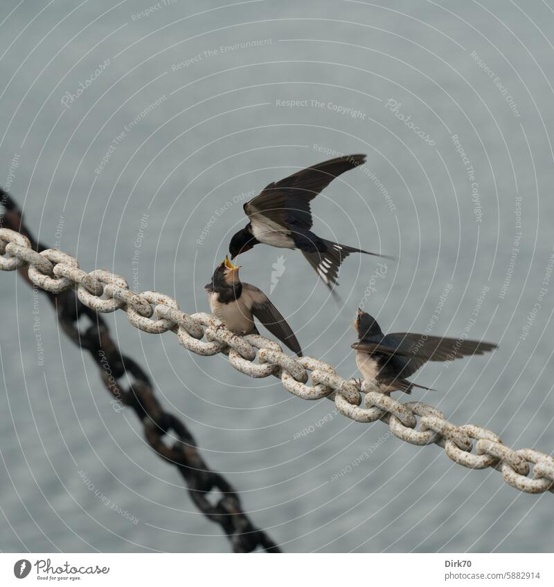 Rauchschwalbe füttert im Flug ihre Jungen Vogel Schwalbe Schwalben füttern fütternd Fütterung Kette Jungvogel Küken Meer Wasser Küste Hafen Dänemark drei