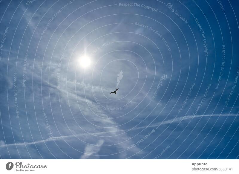 Zum Urlaub ans Meer! - Blick in einen blauen, fast wolkenlosen Himmel mit einer einzelnen Möwe im Flug und einem wellenförmigen weißen Kondensstreifen bei strahlendem Sonnenschein. Symbolbild