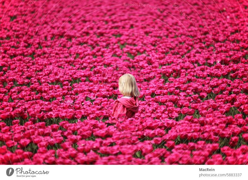 Mädchen im Tulpenfeld Blume Blüten charakteristischer charakteristisches draußen eine Person ein Mensch einzelne Person einzelner Farben Felder Flora