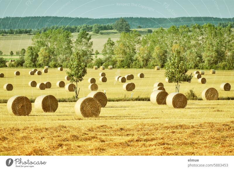 Strohrundballen auf Stoppelfeldern in hügeliger Landschaft mit Bäumen Strohballen Rundballen Einstreu Erntezeit Sommer Ackerbau Landwirtschaft Feldwirtschaft