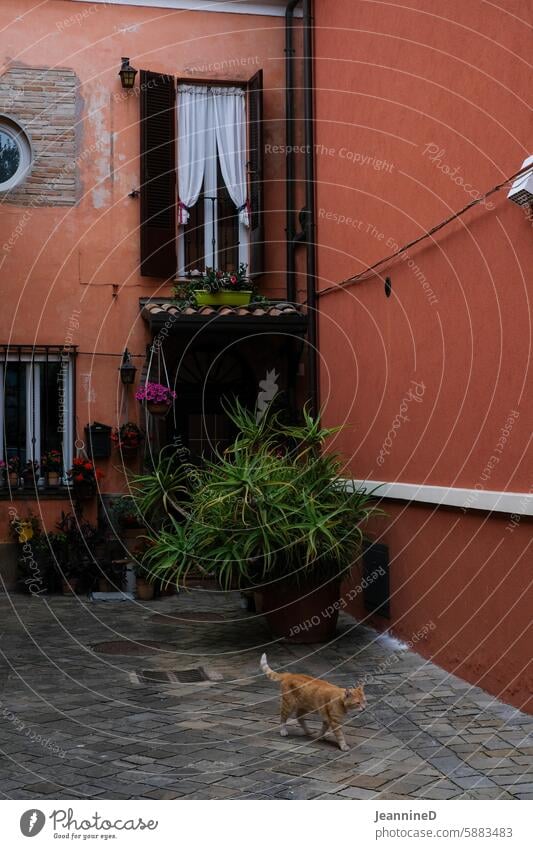 in den Gassen von Rimini reisen Ferien & Urlaub & Reisen Altstadt Tourismus Kultur Menschenleer Italien Bauwerk Hauswand Fassade Farbfoto Katze Fenster