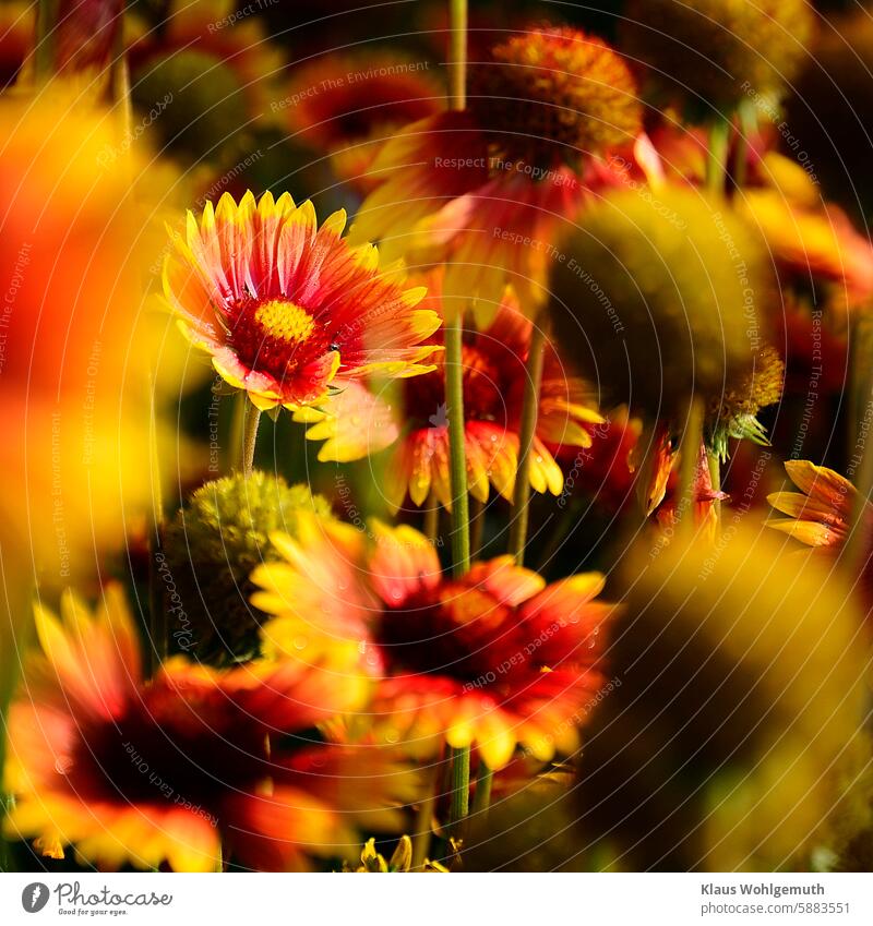 Üppig blühendes Beet mit  Kokardenblüten Kokardenblume Gaillardia x grandiflora Korbblütler Korbblüte Blume Blumenbeet Zungenblüten Blütenblätter taunass Sommer