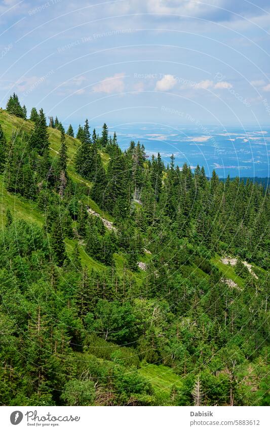 Üppige grüne Berglandschaft mit Waldkiefern Berge u. Gebirge Landschaft Natur Kiefern malerisch wandern Abenteuer reisen Hügel Umwelt Highlands Tierwelt