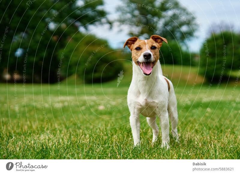 Glücklicher Hund auf grünem Gras Zunge Haustier jack russell Blick Tier interessiert achtsam aktiv Spaziergang Park Terrier Porträt Natur Rasen Lächeln Feld