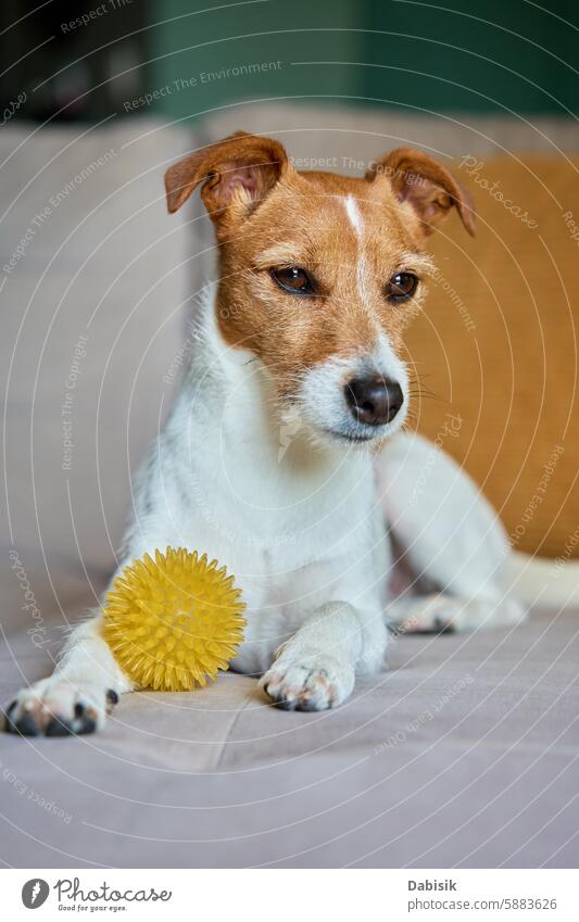 Jack Russell Terrier Hund mit gelben Stachelball Spielzeug auf Sofa Jack-Russell-Terrier Spielzeugball Haustier heimwärts Liege niedlich aussruhen Wohnzimmer