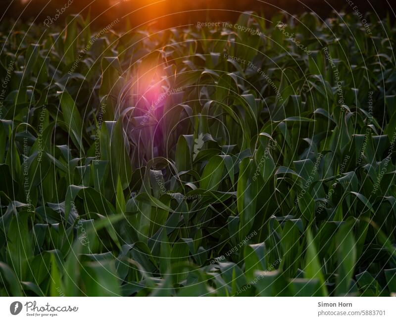 Lichtreflex der untergehenden Sonne über einem Maisfeld Sonnenuntergang Abendstimmung Sommerabend Blätter Abendlicht Stimmung Landwirtschaft Abendsonne