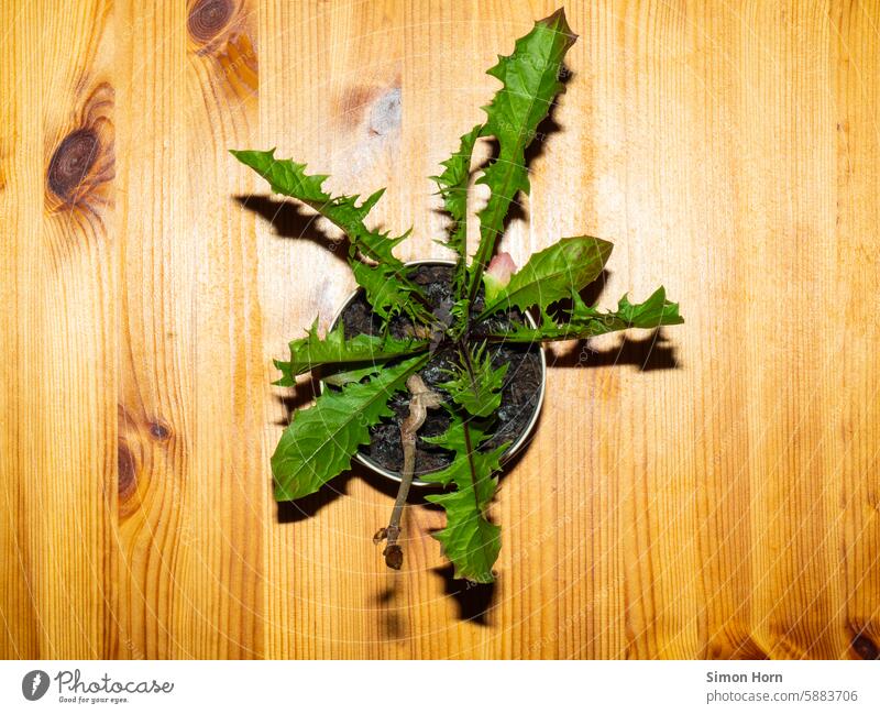 Löwenzahn in einem Blumentopf auf einem Holztisch Oberfläche Maserung Blätter Unkraut Optimismus Tisch Zimmerpflanze ungewöhnlich Dekoration & Verzierung