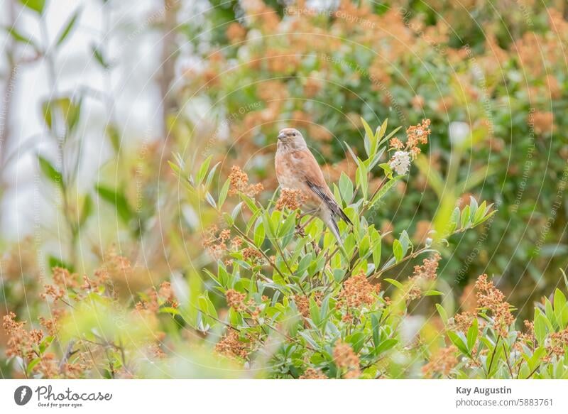 Bluthänfling Vogelbeobachtung Vögel Ornithologie Tierwelt Farbfoto Außenaufnahme Feder Natur Schnabel Gefieder Umwelt Fauna natürlich Hintergrund