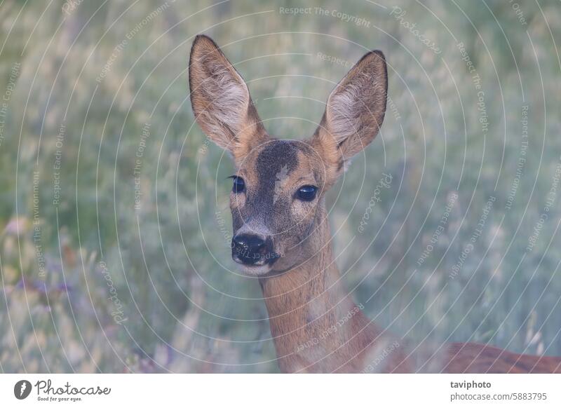 Porträt einer Rehkuh Säugetier Tierwelt Frau jung braun Natur wild Europäer Fauna schön Kapreolus Landschaft Wildnis Lebensraum natürlich Wiese Gras Blick Bambi