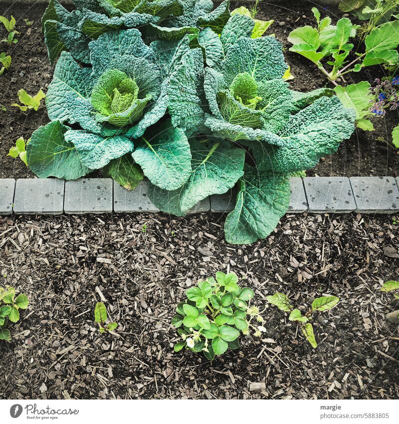 Ernte spitzenmäßig! Wirsing Kohl Beet Gemüse frisch Gesunde Ernährung Bioprodukte Gesundheit Lebensmittel Vegetarische Ernährung grün Spitze Nutzpflanze Garten