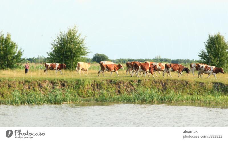 Kühe auf der Weide in der Nähe des Sees. Schöne Sommerlandschaft Kuh Tier Bauernhof Landschaft Fluss Säugetier Viehbestand weiden heimisch Wade Bulle Rind Ochse