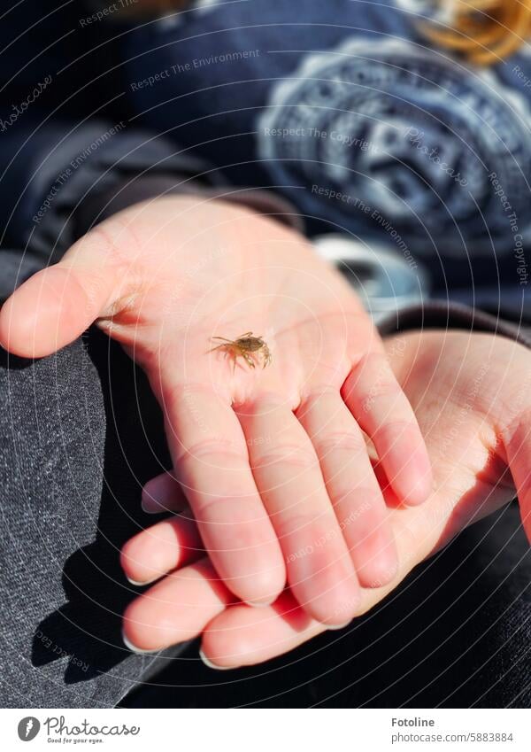 Meine Tochter hält eine winzig kleine Krabbe auf ihrer Hand. Im Watt waren die Kleinen zu tausenden unterwegs. Tier Krebstier Nahaufnahme Krustentier Finger