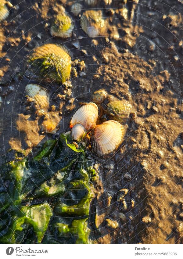 Strandgut im Watt. Muscheln und Algen zieren den Meeresboden, der durch die Ebbe freigelegt wurde. Herzmuschel Natur Muschelschale Küste natürlich