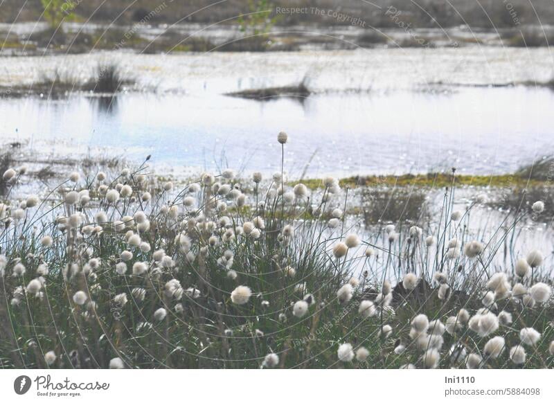 Moorlandschaft mit Wollgras Frühling Pflanzen Moortümpel Wasser Gräser Eriophorum Wollbäusche Naturschutz Stille