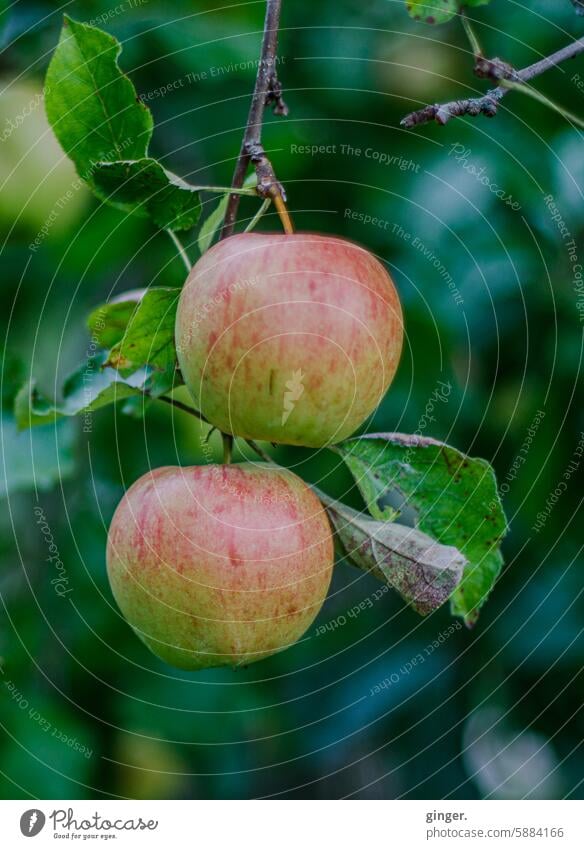 Äpfel grün rot Apfel 2 Blätter Frucht Gesundheit Lebensmittel lecker frisch Ernährung saftig Vitamin Bioprodukte Gesunde Ernährung Vegetarische Ernährung