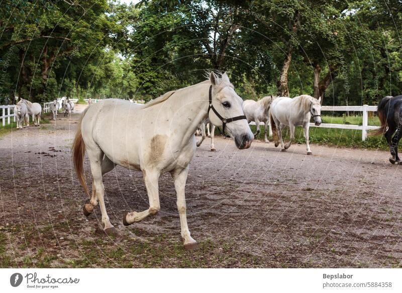 Lipizzaner, Pferderasse, Slowenien, Europa Säugetier züchten weiß Wiese Reinrassig Dressur Reiten Pferdestall heimisch Reiterin lipica Freiheit Ranch Hengst