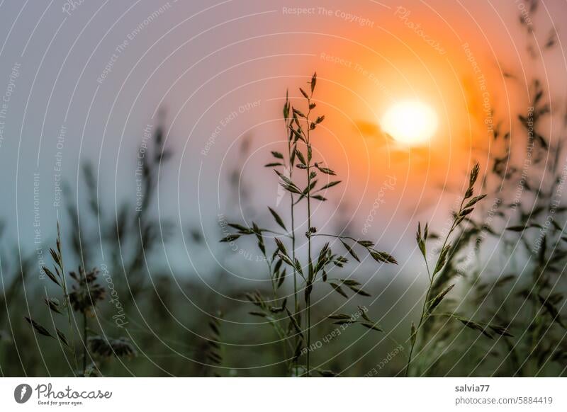 Jeden Tag geht die Sonne auf Sonnenaufgang Grasrispen Nebel Stimmung Landschaft Morgen Licht Natur Sonnenlicht Gegenlicht Morgendämmerung Glatthafer Gräserblüte