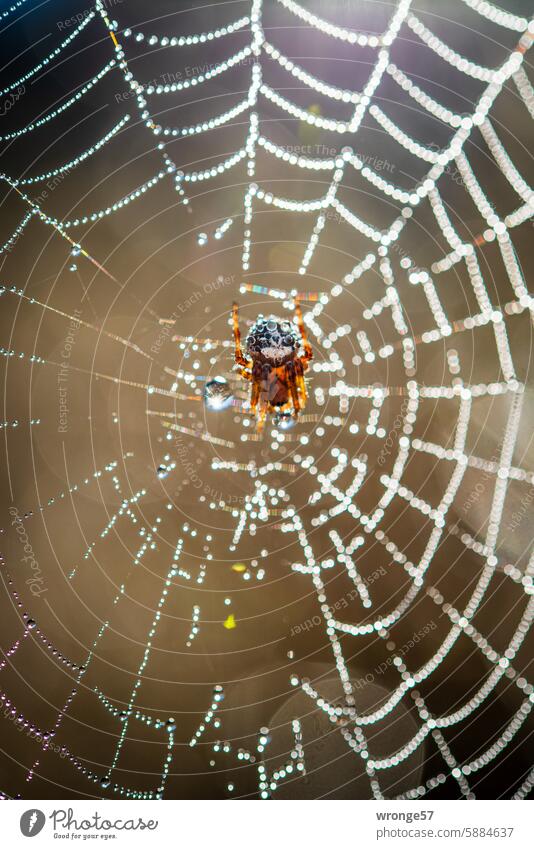 Spinne sitzt mittig in einem mit Tautropfen verschönerten Netz Spinnennetz Kreuzspinne Gegenlicht Natur Außenaufnahme Farbfoto Nahaufnahme